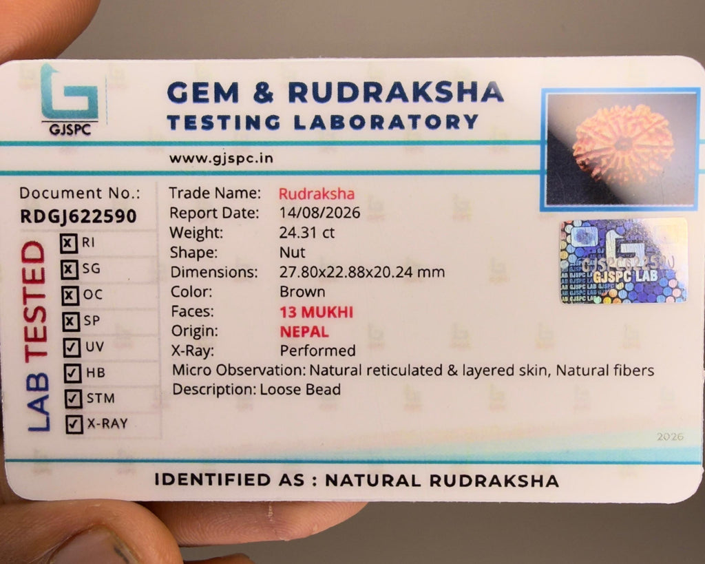 13 Mukhi Rudraksha Nepal