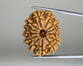 13 Mukhi Rudraksha Nepal