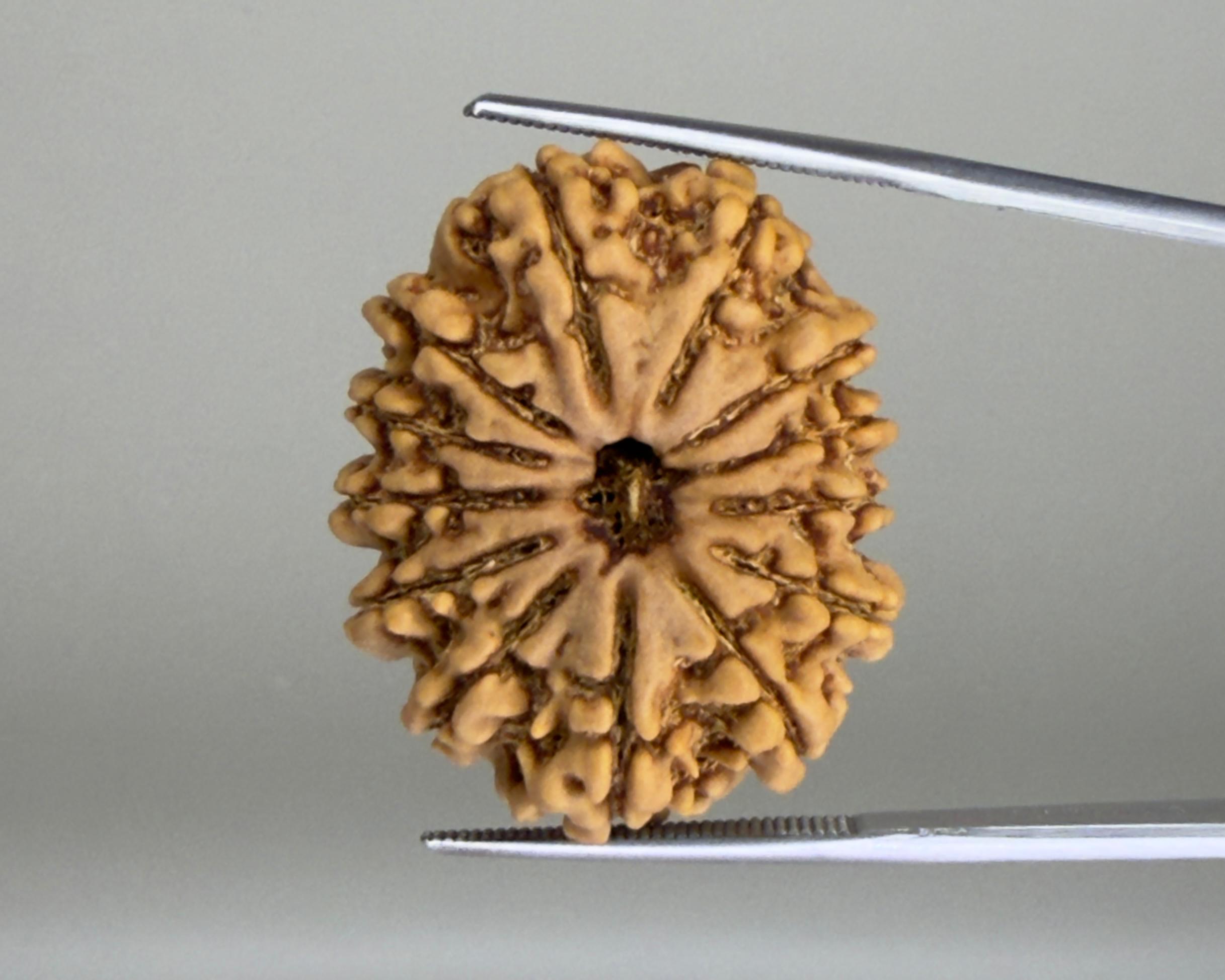 13 Mukhi Rudraksha Nepal