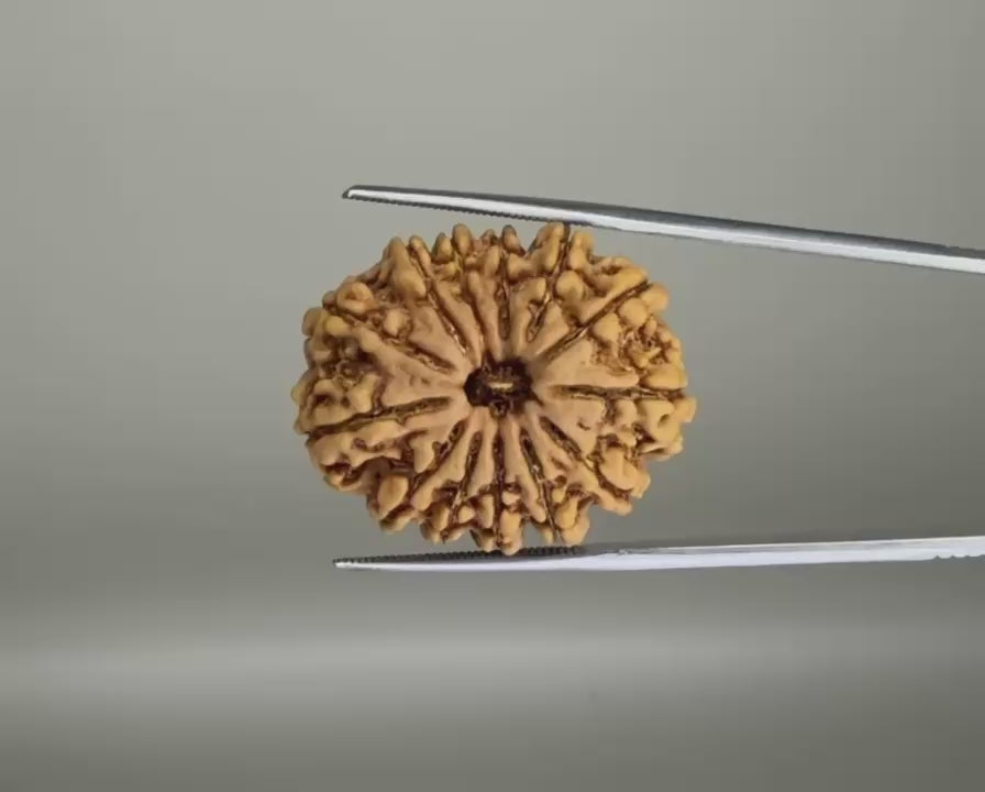 13 Mukhi Rudraksha Nepal